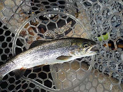 管理釣り場 朝霞ガーデン トラウト