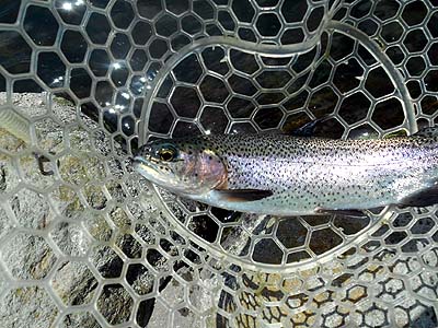 管理釣り場 朝霞ガーデン トラウト