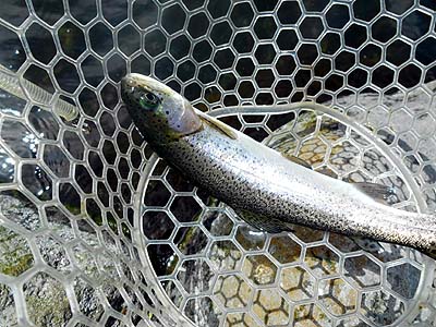 管理釣り場 朝霞ガーデン トラウト