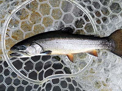 管理釣り場 朝霞ガーデン トラウト