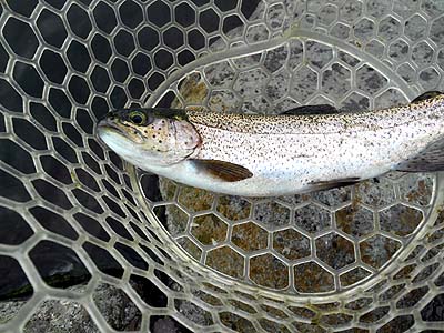 管理釣り場 朝霞ガーデン トラウト