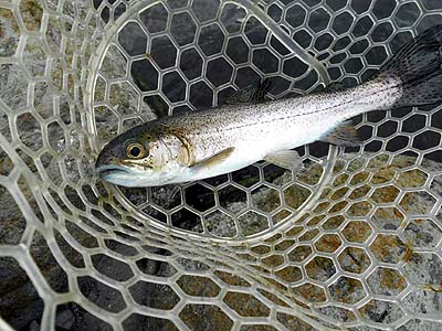 管理釣り場 朝霞ガーデン トラウト