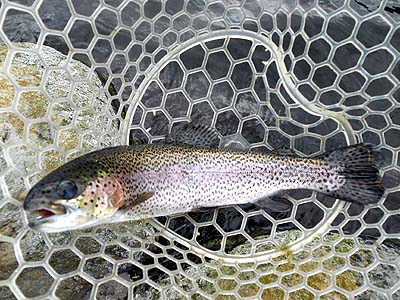 管理釣り場 朝霞ガーデン トラウト