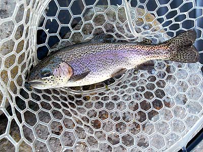 管理釣り場 朝霞ガーデン トラウト