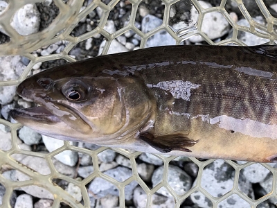 リヴァスポット早戸　トラウト