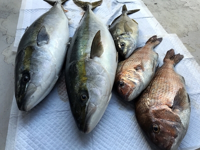 海釣り 青物