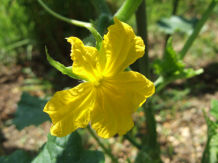 花たち野菜たち