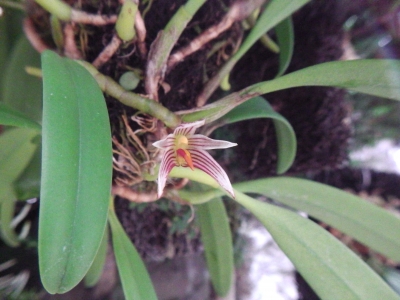 クスクスラン はじめての開花 風蘭のつぼみ | Lime Juice