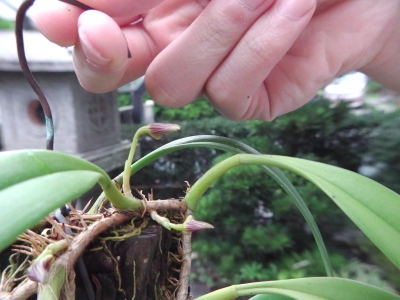 クスクスラン はじめての開花 風蘭のつぼみ | Lime Juice