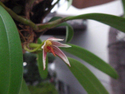 クスクスラン はじめての開花 風蘭のつぼみ | Lime Juice