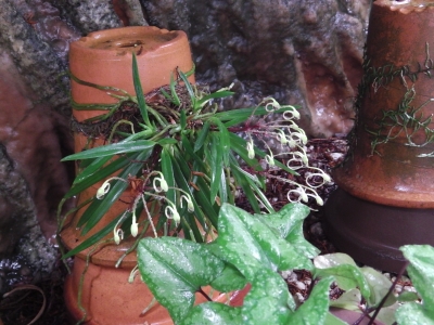 クスクスラン はじめての開花 風蘭のつぼみ | Lime Juice