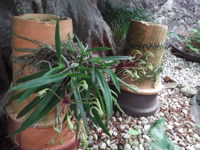 クスクスラン はじめての開花 風蘭のつぼみ | Lime Juice