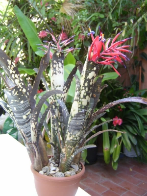 Billbergia-Domingos-Martins.jpg