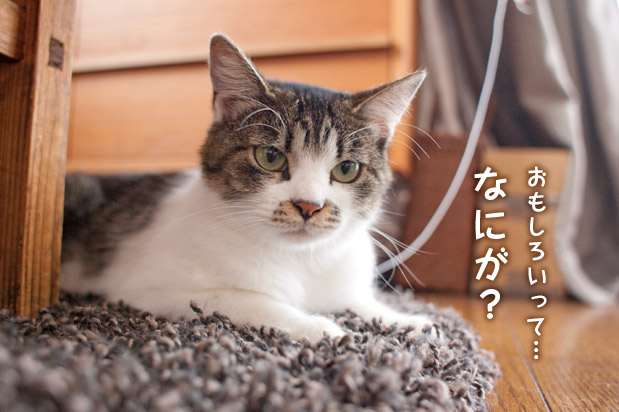 ちょびちゃn.jpg