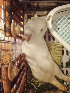 iPhoneImage.png