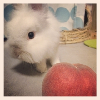 iPhoneImage.png