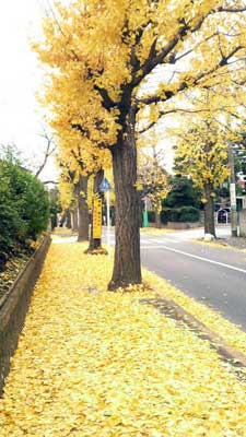 イチョウ並木