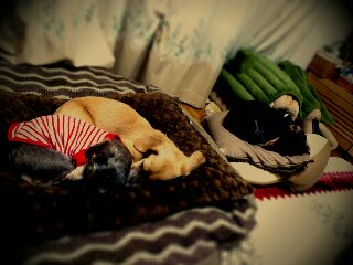 lento_20130210224738.jpg