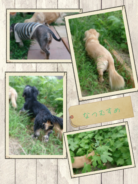 picute20130725110101.png