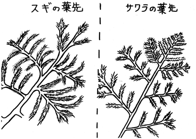 スギとサワラ