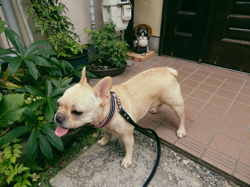 京都のたぬき ４ はんなり暮らし