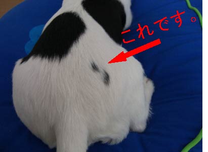あっぷ