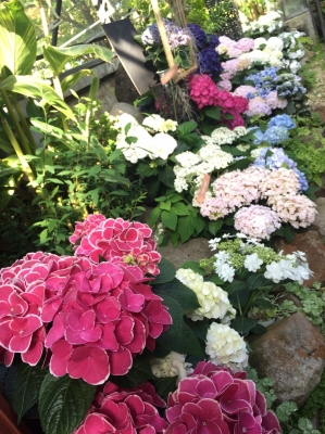 20170505_170506_0564.jpg