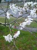 2010032818500000.jpg