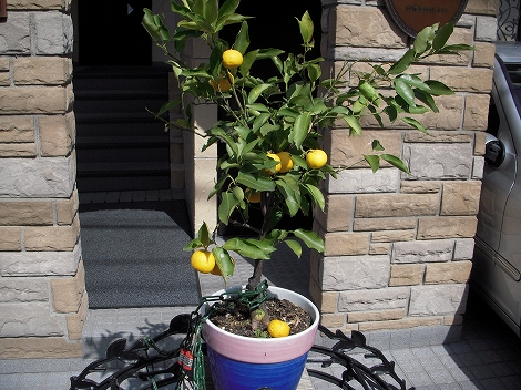 鍵のかかった鉢植え 表参道サランヘヨ