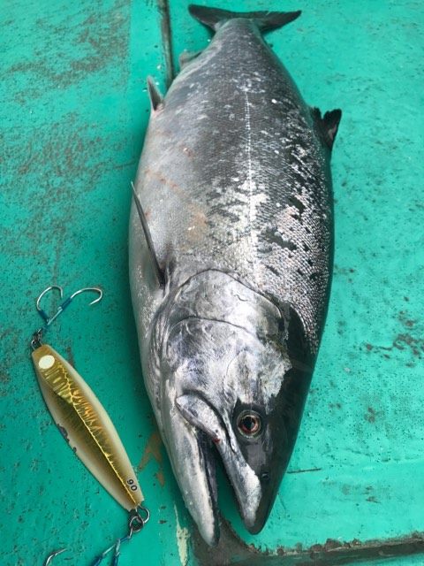 釣果情報 岩手マスジギング Sendai Fishing Report