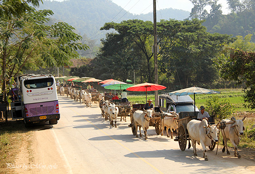 thai_24.jpg