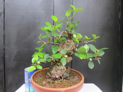 ガジュマル小葉盆栽 PLANCHU 観葉植物 ガジュマル2種の寄せ植え