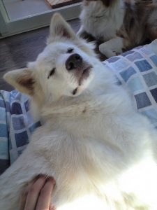 Joy Ttouch