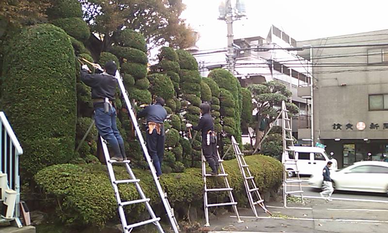 チャボヒバ剪定大会 Iwakawaenのスタッフブログ