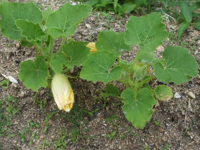 カボチャの花が咲き始めた 花から実へ おもしろ理科 Preparation Assistant For Scientific Experiments And Observations