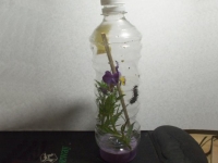 ¥Á¥ç¥¦¤Î»ô°é´Ä¶