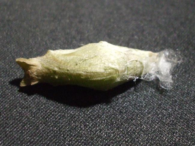 �����ϤΥ��ʥ�