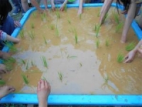 田植え