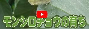 YouTube 󥷥祦ΰ