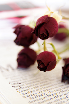 枯れバラ rose