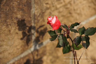 影 rose