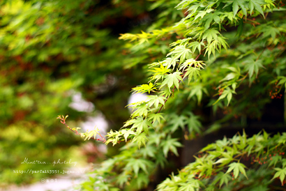 みどり green.jpg