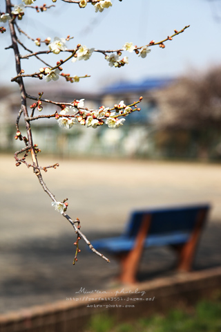 おわり ume.jpg