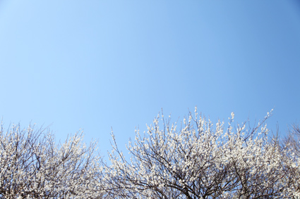 したんだよ ume5.jpg