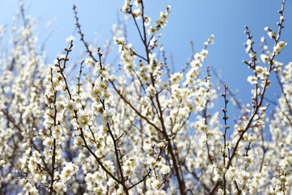 厳選 ume7.jpg