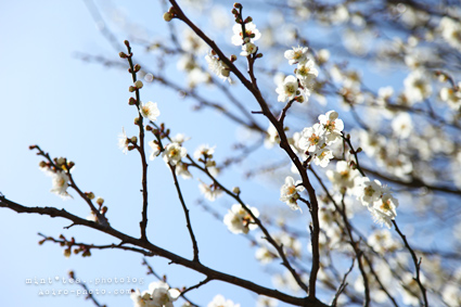 これでも ume3.jpg