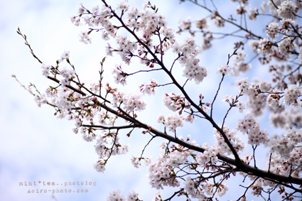 青い sakura.jpg
