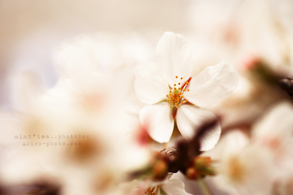 こんにちは sakura2.jpg