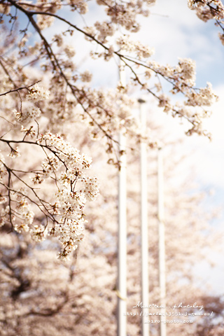 満開♪ sakura3.jpg