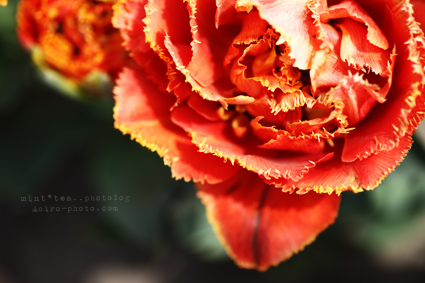 上から tulip01.jpg